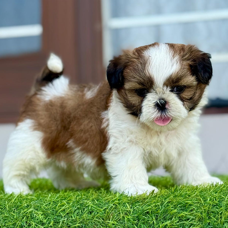 Buy Shih Tzu Puppies in Punjab | Sri Sai Pet World Adorable Shih Tzu puppies sitting together looking playful in Punjab