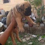 English bullmastiff hot sale price