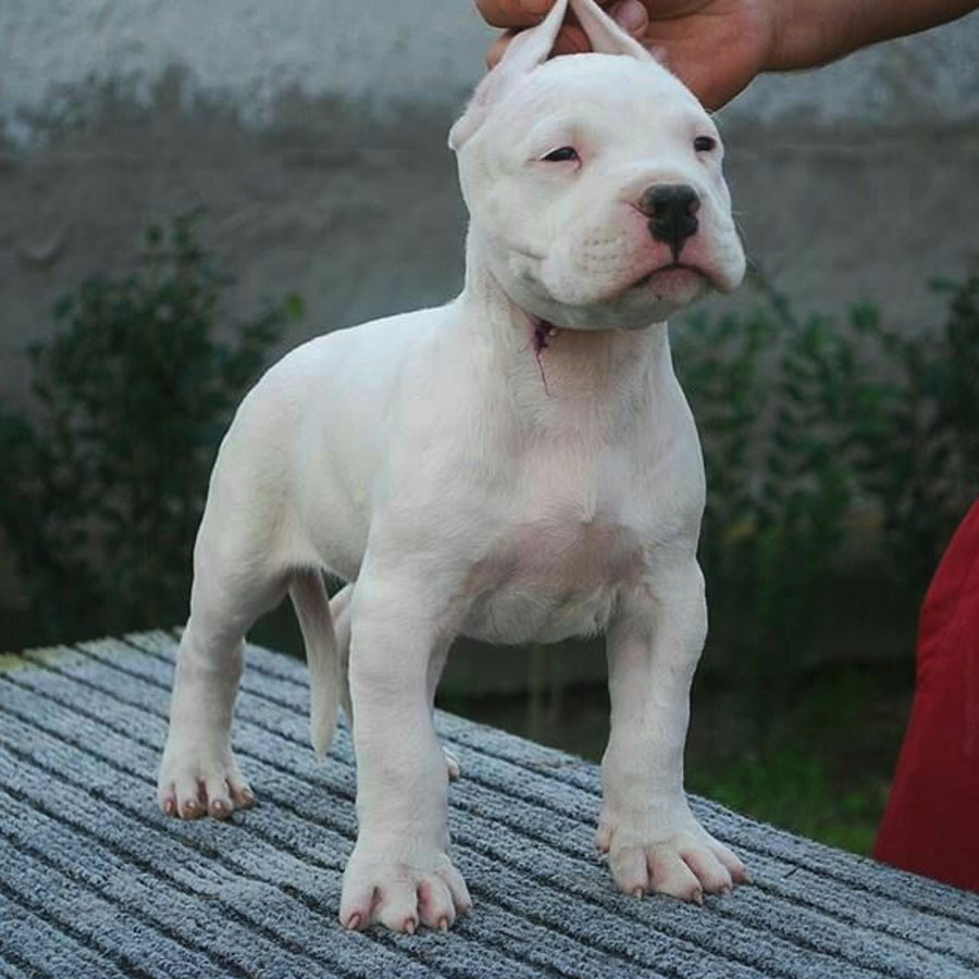 Dogo Argentino in Chandigarh and Jalandhar