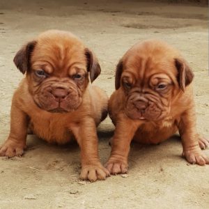 Dogue de Bordeaux (French Mastiff) in Chandigarh and Jalandhar