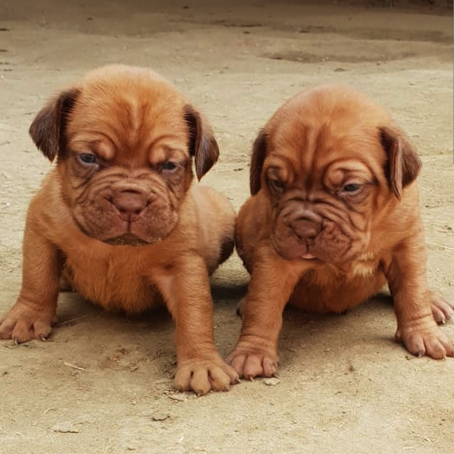 how much is a dogue de bordeaux puppy