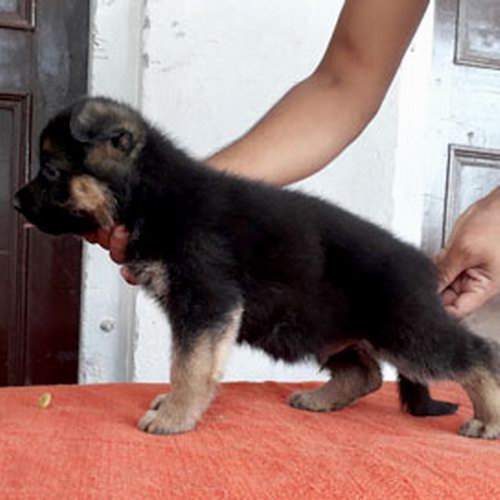 german shepherd puppy price in rupees