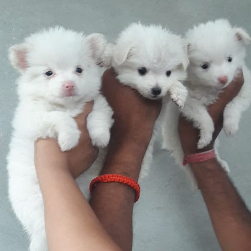 pomeranian in white colour