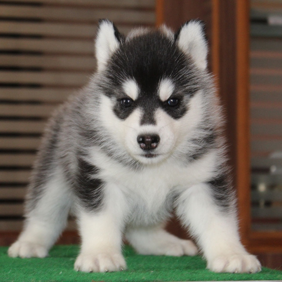 how much are alaskan husky puppies