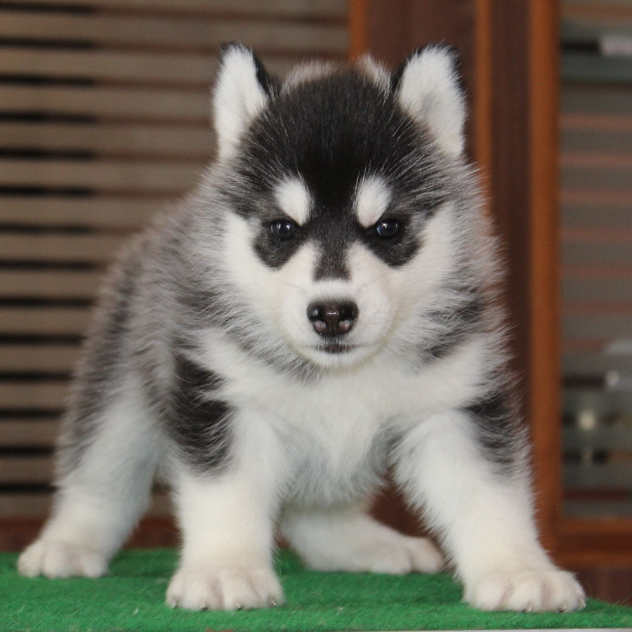 siberian husky baby price