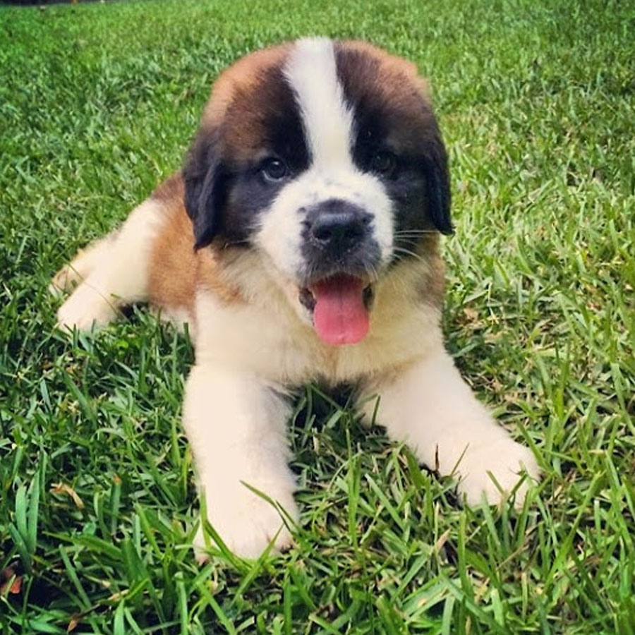 how much is a st bernard puppy