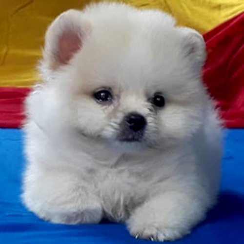 Toy Pom in Chandigarh Jalandhar | Sri Sai Pet World %