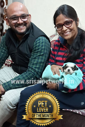 Buy Shihtzu puppy in India