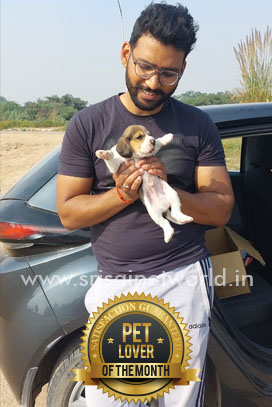 Buy Beagle in Zirakpur Chandigarh Panchkula