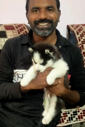 buy siberian husky