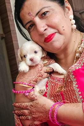 Buy white shih tzu in Punjab