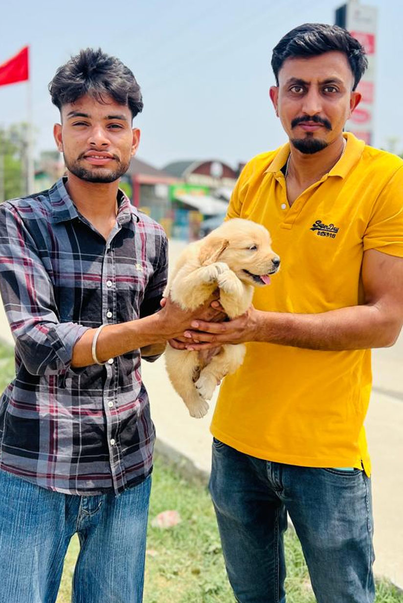 Golden Retriever puppy in hisar haryana