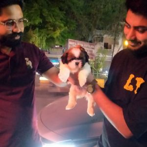Buy Cute Shih Tzu puppies sitting on a sofa in Jalandhar, Punjab