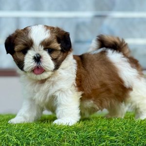 Adorable Shih Tzu puppies sitting together looking playful in Punjab