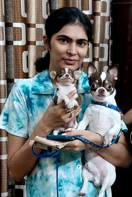 Chihuahua in India