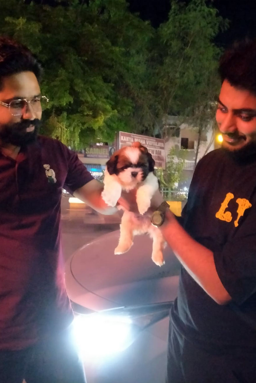 Buy Cute Shih Tzu puppies sitting on a sofa in Jalandhar, Punjab