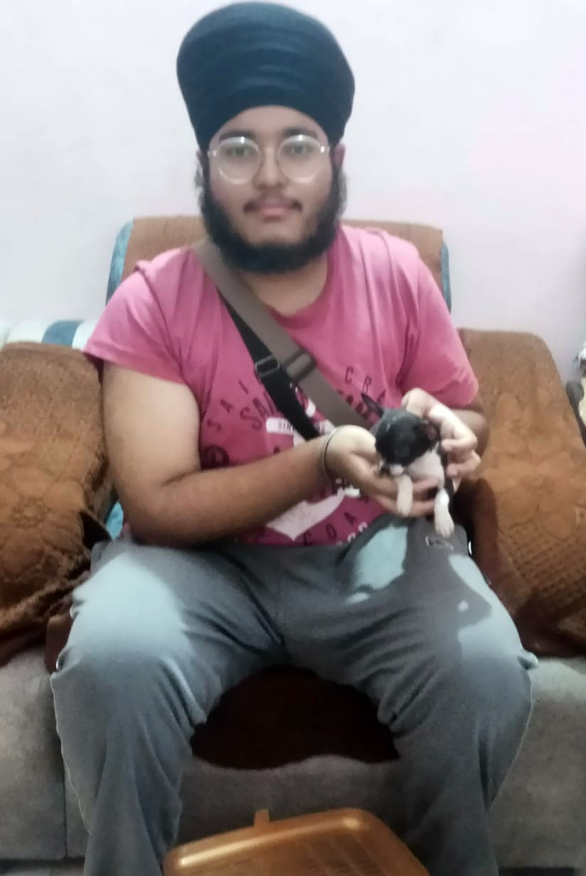 Buy Cute Toy Chihuahua puppy sitting on a sofa in Jalandhar, Punjab