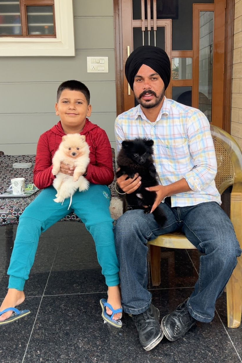 Toy Pomeranian puppies in Moga