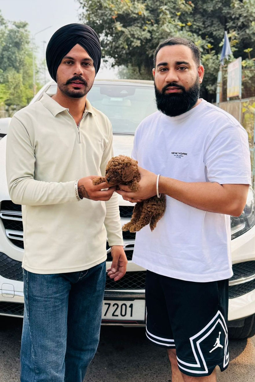 Buy Toy Poodle puppy sitting indoors in Ludhiana, Punjab